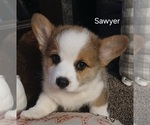 Puppy Sawyer Pembroke Welsh Corgi