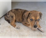 Small Photo #2 Labrador Retriever-Unknown Mix Puppy For Sale in The Woodlands, TX, USA