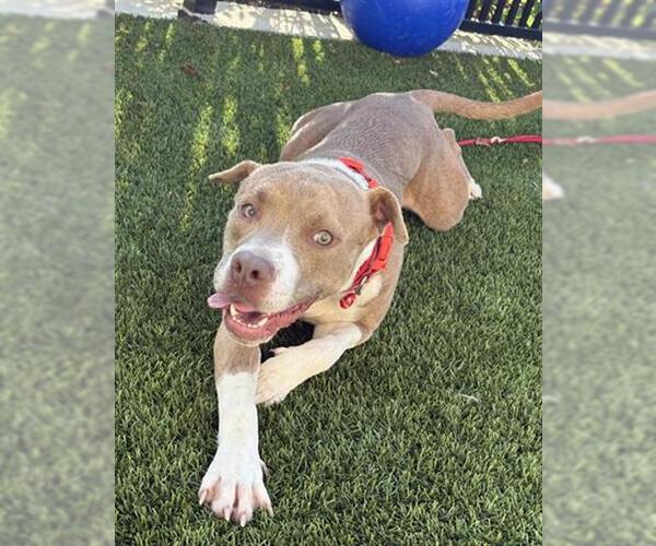Medium Photo #2 American Pit Bull Terrier Puppy For Sale in Baytown, TX, USA