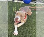 Small #1 American Pit Bull Terrier