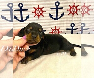 Dachshund Puppy for Sale in WINNSBORO, Louisiana USA