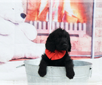 Small Photo #12 Labradoodle Puppy For Sale in LAKE PARK, GA, USA