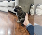 Small #6 German Shepherd Dog