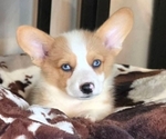 Small #1 Pembroke Welsh Corgi