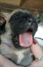 Mastiff Puppy for sale in TOWNSEND, DE, USA