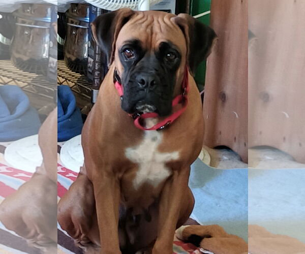 Medium Photo #4 Boxer Puppy For Sale in  Katy, TX, USA