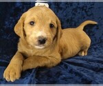 Puppy 4 Labradoodle