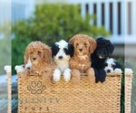 Small #1 Poodle (Miniature)
