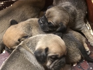 Puggle Puppy for sale in SOUTH EASTON, MA, USA