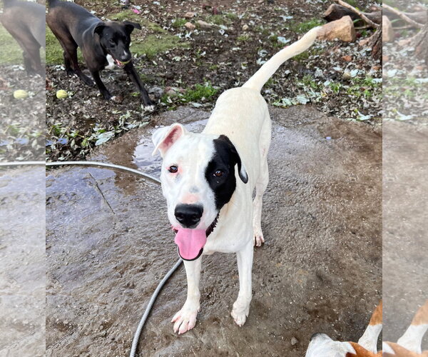 Medium Photo #13 Staffordshire Bull Terrier-Unknown Mix Puppy For Sale in Tracy City, TN, USA