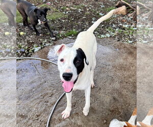 Gus - Male Staffordshire Bull Terrier-Unknown Mix Dog for Adoption - Photo #13