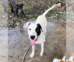 Small #12 Staffordshire Bull Terrier Mix