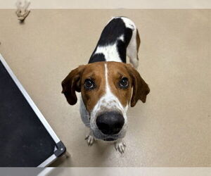 Mutt Dogs for adoption in Raleigh, NC, USA