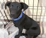 Small #3 Labrador Retriever Mix