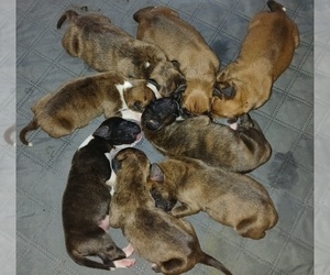 Boxer Puppy for sale in GALESBURG, IL, USA