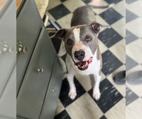 Medium Photo #5 American Pit Bull Terrier-American Staffordshire Terrier Mix Puppy For Sale in Chester, VA, USA