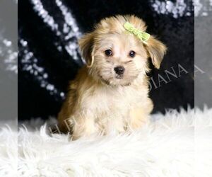 Morkie Puppy for sale in WARSAW, IN, USA