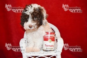 Medium Photo #13 Poodle (Toy) Puppy For Sale in SANGER, TX, USA