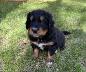 Great Bernese Puppy for sale in IOLA, WI, USA