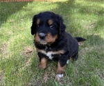 Small Great Bernese