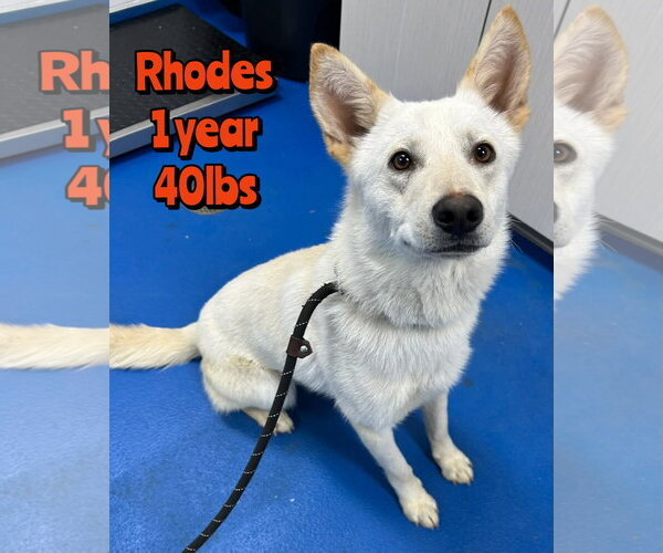 Medium Photo #1 Mutt Puppy For Sale in Woodbury, NY, USA