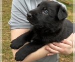 Small #8 German Shepherd Dog