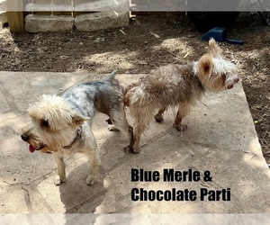 Mother of the Yorkshire Terrier puppies born on 10/29/2025