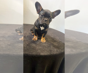 French Bulldog Puppy for Sale in INDIANAPOLIS, Indiana USA