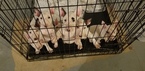 Small Photo #95 Bull Terrier Puppy For Sale in JACKSON, MI, USA