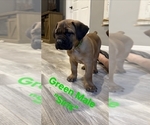 Small #1 Cane Corso