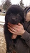 Small Photo #3 Newfoundland Puppy For Sale in BLISS, NY, USA