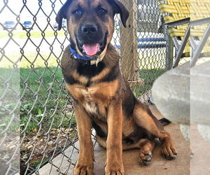 German Shepherd Dog-Saint Bernard Mix Dogs for adoption in Rustburg, VA, USA