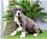 Small Photo #109 Great Dane Puppy For Sale in WAKARUSA, IN, USA