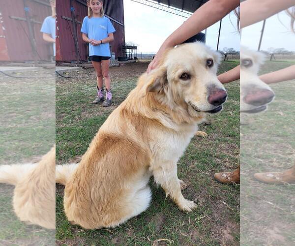 Medium Photo #1 Golden Retriever Puppy For Sale in Dallas, TX, USA