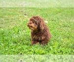 Small #3 Poodle (Toy)