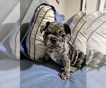Small #5 French Bulldog