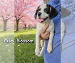 Small Cavalier King Charles Spaniel Mix