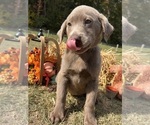 AKC Ready to Go - Male Labrador Retriever Puppy for Sale - Photo #5