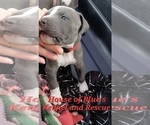 Small Photo #13 American Pit Bull Terrier Puppy For Sale in DELAWARE, OH, USA