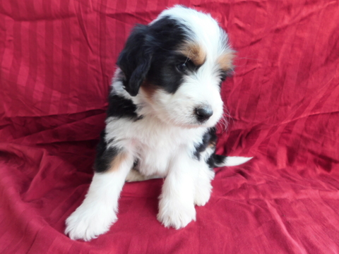 Medium Photo #1 Miniature Bernedoodle Puppy For Sale in DUNDEE, OH, USA