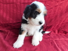 Small Photo #1 Miniature Bernedoodle Puppy For Sale in DUNDEE, OH, USA
