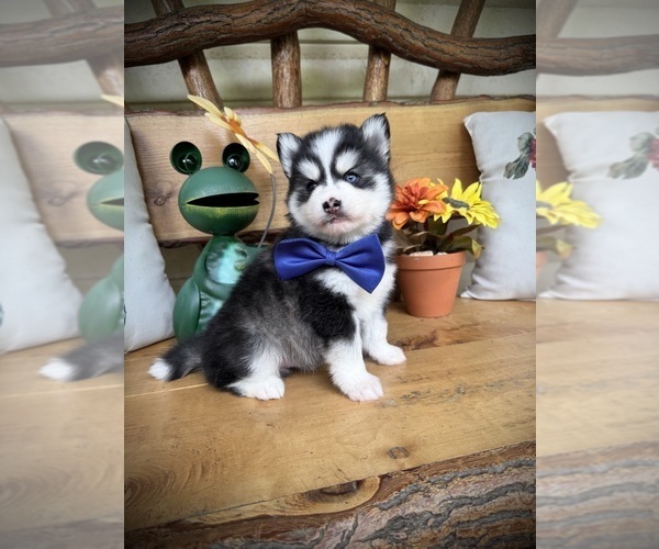 Medium Photo #11 Pomsky Puppy For Sale in VENUS, PA, USA