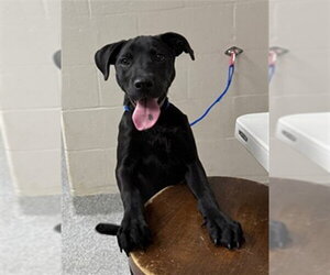 American Pit Bull Terrier-Labrador Retriever Mix Dogs for adoption in Pasadena, TX, USA