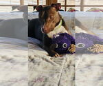 Small #2 American Pit Bull Terrier-Chocolate Labrador retriever Mix