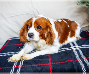 Mother of the Cavapoo puppies born on 11/30/2024