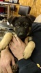 Small Photo #1 German Shepherd Dog Puppy For Sale in SAINT CHARLES, MI, USA