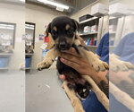 NAT LOVE - Male Mutt Dog for Adoption - Small photo