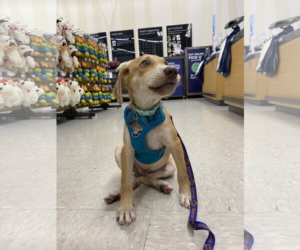 Medium Photo #9 Labrador Retriever-Unknown Mix Puppy For Sale in Sanford, FL, USA