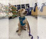 Small #8 Labrador Retriever Mix