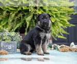 Puppy Alia German Shepherd Dog